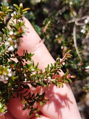 Leptospermum