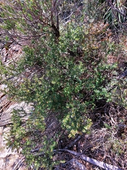 Leptospermum