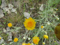 Leucochrysum