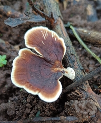 Microporus xanthopus