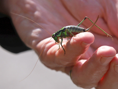 Eupholidoptera schmidti