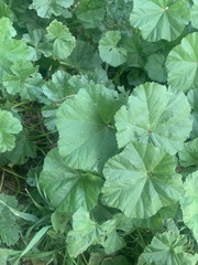 Malva sylvestris