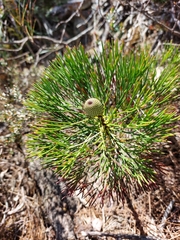 Isopogon anethifolius