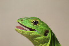 Ctenosaura hemilopha