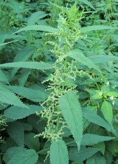 Urtica galeopsifolia