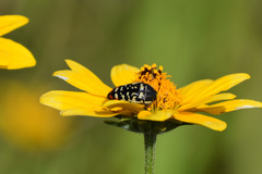 Acmaeodera disjuncta