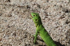 Ctenosaura hemilopha