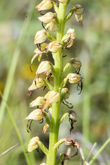 Orchis anthropophora