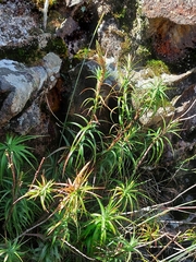 Dracophyllum secundum