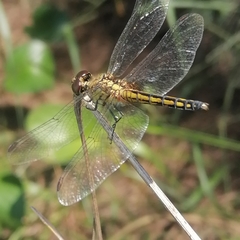 Indothemis