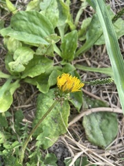 Taraxacum