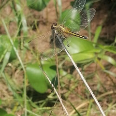 Indothemis