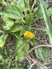 Taraxacum