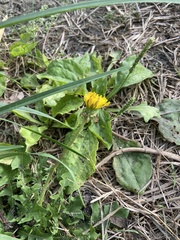 Taraxacum