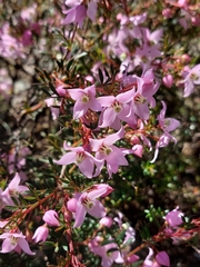 Boronia floribunda