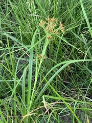 Rhynchospora corniculata