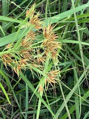 Rhynchospora corniculata