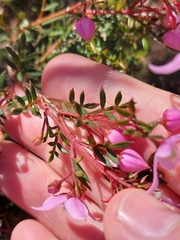 Boronia floribunda