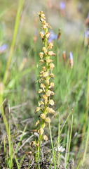 Orchis anthropophora