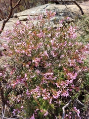 Boronia floribunda