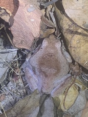 Platyplectrum ornatum