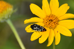 Acmaeodera disjuncta