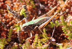 Metrioptera brachyptera