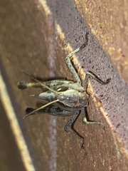 Rhammatocerus viatorius