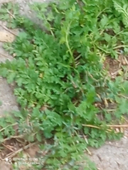 Lepidium didymum