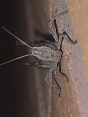 Rhammatocerus viatorius