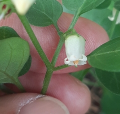 Salpichroa origanifolia