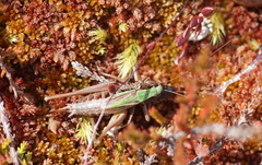 Metrioptera brachyptera