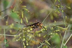 Polistes major