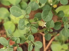 Salpichroa origanifolia