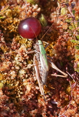 Metrioptera brachyptera