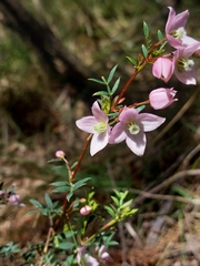 Boronia floribunda
