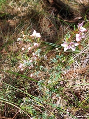 Boronia floribunda