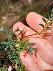 Boronia floribunda