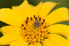 Phthiriinae