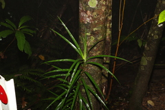 Freycinetia excelsa