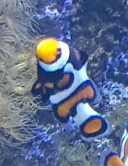 Amphiprion ocellaris