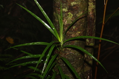 Freycinetia excelsa