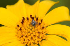 Phthiriinae