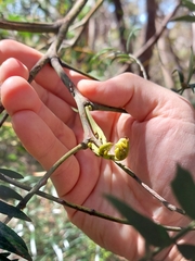 Acacia elata