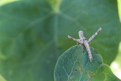 Teicophrys fusiformis