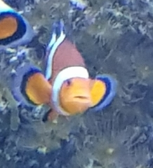 Amphiprion ocellaris