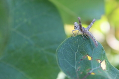 Teicophrys fusiformis