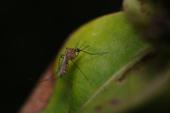 Culicinae