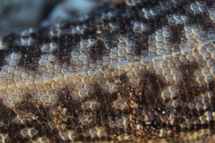 Dipsosaurus dorsalis