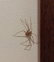 Loxosceles rufescens